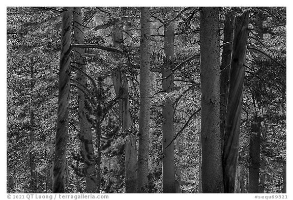 High Sierra pine forest. Sequoia National Park (black and white)