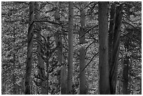 High Sierra pine forest. Sequoia National Park ( black and white)