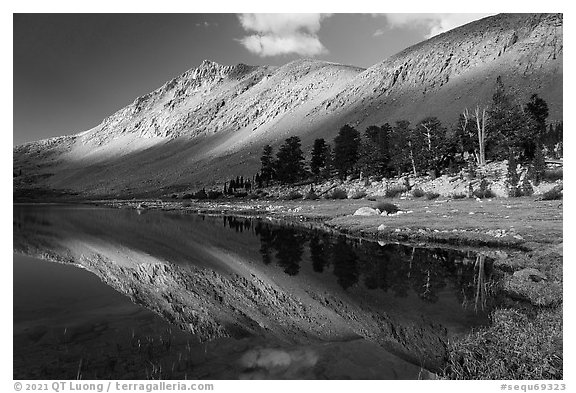 Lake and stand of pine trees. Sequoia National Park (black and white)