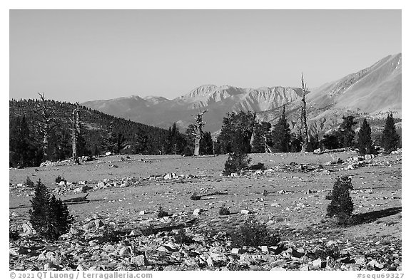 Bighorn Plateau, early morning. Sequoia National Park (black and white)
