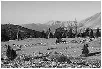 Bighorn Plateau, early morning. Sequoia National Park ( black and white)