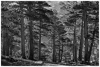 Subalpine Forest near Wright Creek. Sequoia National Park ( black and white)