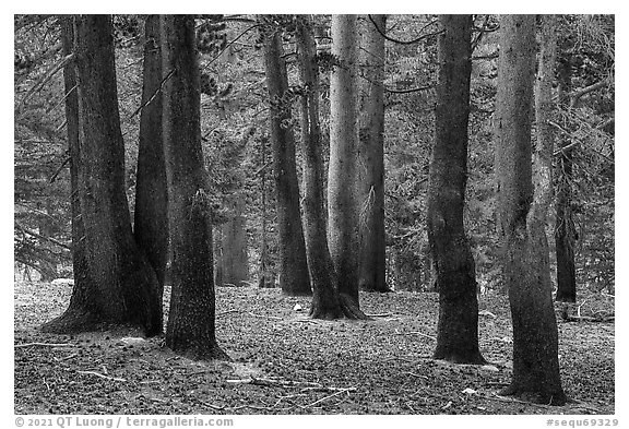 Sierra pine trees near Wright Creek. Sequoia National Park (black and white)