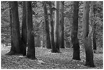 Sierra pine trees near Wright Creek. Sequoia National Park ( black and white)