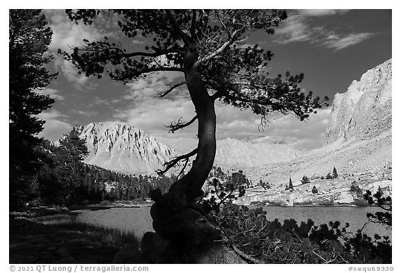 Tree, Timberlane Lake, Mt Whitney. Sequoia National Park (black and white)