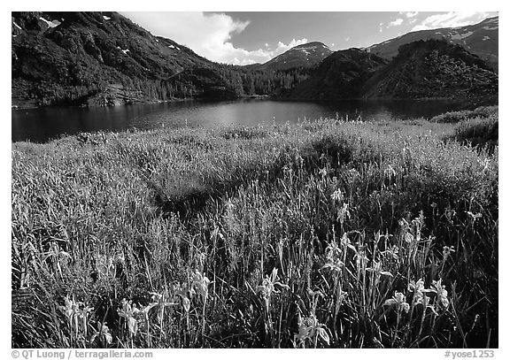 Summer flowers and Lake near Tioga Pass, late afternoon. California, USA (black and white)