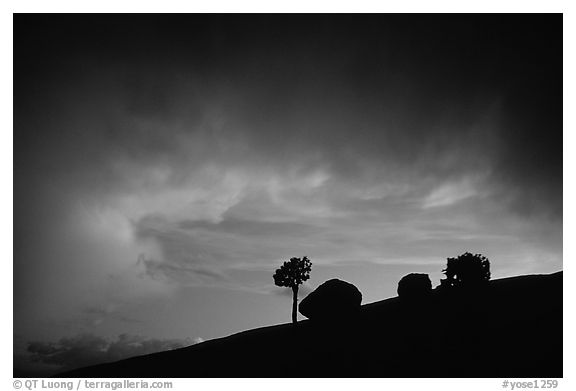 Pine and glacial erratics, dusk, Olmsted point. Yosemite National Park, California, USA.