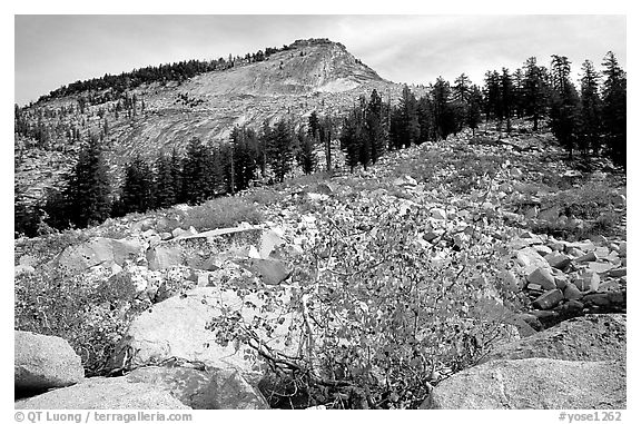 Peak near Sunrise Lakes, autumn. Yosemite National Park (black and white)