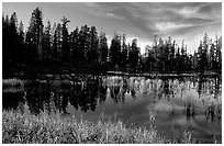 Siesta Lake with Shrubs in autumn colors. Yosemite National Park ( black and white)