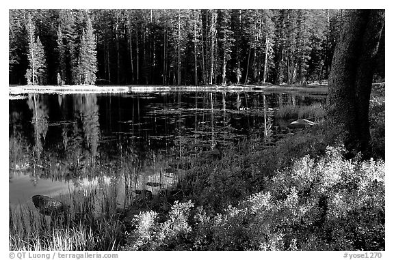 Shrubs in autumn foliage and reflections, Siesta Lake. Yosemite National Park, California, USA.