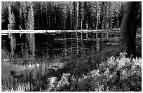 Shrubs in autumn foliage and reflections, Siesta Lake. Yosemite National Park ( black and white)