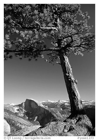 Pine tree and Half-Dome from Yosemite Point, late afternoon. Yosemite National Park (black and white)
