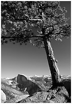 Pine tree and Half-Dome from Yosemite Point, late afternoon. Yosemite National Park, California, USA. (black and white)