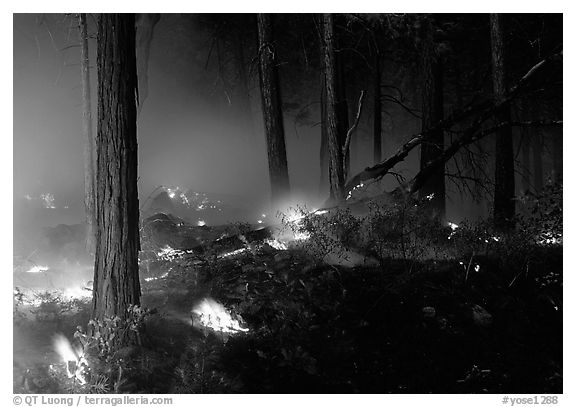 Forest fire. Yosemite National Park (black and white)
