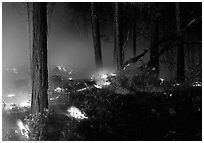 Forest fire. Yosemite National Park ( black and white)