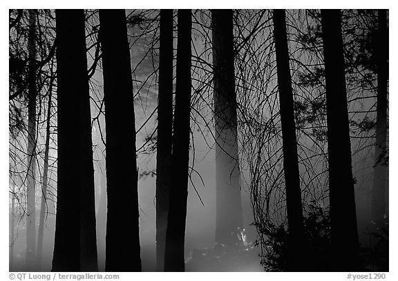 Control burn fire. Yosemite National Park (black and white)