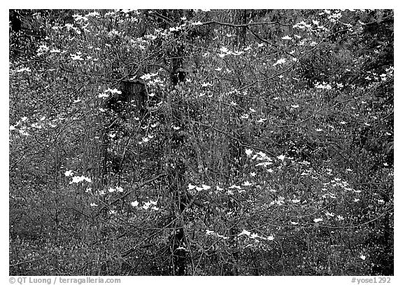Dogwood flowers. Yosemite National Park (black and white)