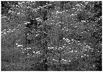 Dogwood flowers. Yosemite National Park, California, USA. (black and white)