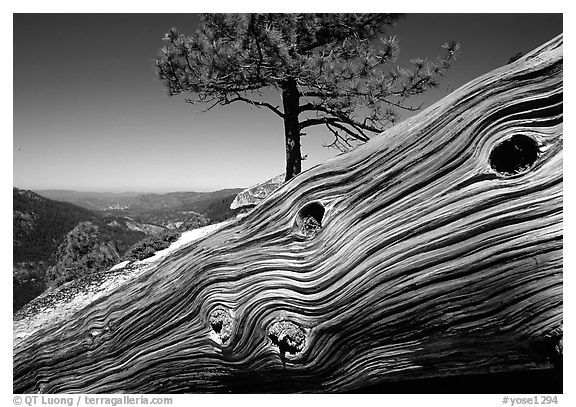 Downed tree on top of El Capitan. Yosemite National Park (black and white)