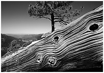 Downed tree on top of El Capitan. Yosemite National Park, California, USA. (black and white)