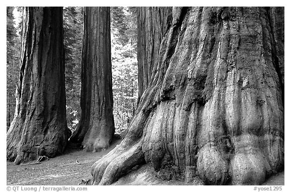 Giant Sequoias (Sequoiadendron giganteum) in Mariposa Grove. Yosemite National Park (black and white)