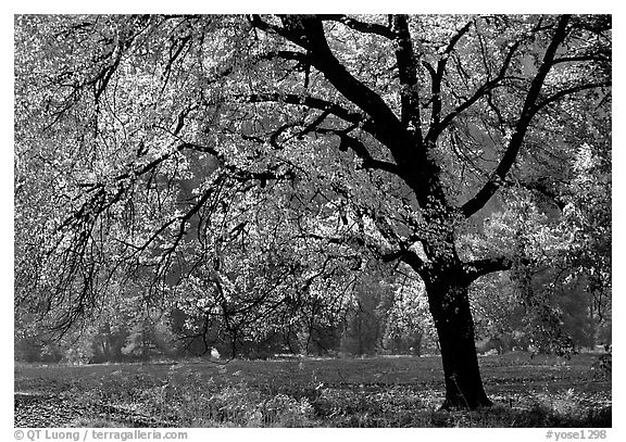 Elm Tree in autumn, Cook meadow. Yosemite National Park (black and white)