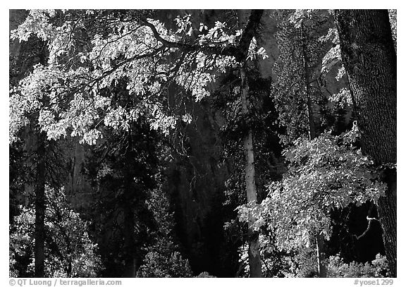 Oaks in autumn in El Capitan meadow. Yosemite National Park (black and white)