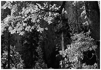 Oaks in autumn in El Capitan meadow. Yosemite National Park, California, USA. (black and white)