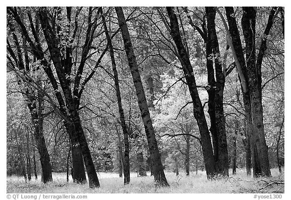 Oaks in fall in El Capitan meadow. Yosemite National Park (black and white)