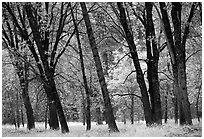 Oaks in fall in El Capitan meadow. Yosemite National Park, California, USA. (black and white)