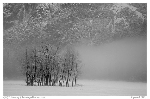 Trees in fog in meadows, early morning. Yosemite National Park, California, USA.