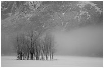 Trees in fog in meadows, early morning. Yosemite National Park, California, USA. (black and white)
