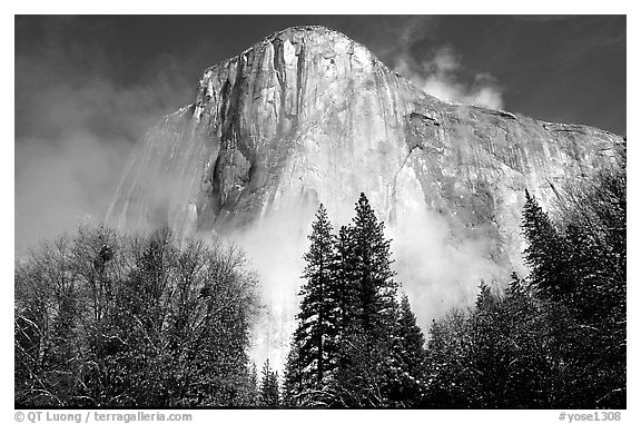 El Capitan, trees and fog, morning. Yosemite National Park (black and white)