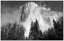 El Capitan, trees and fog, morning. Yosemite National Park, California, USA. (black and white)