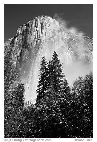 Pine trees and fog, looking up El Capitan. Yosemite National Park, California, USA.