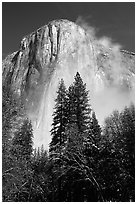 Pine trees and fog, looking up El Capitan. Yosemite National Park ( black and white)