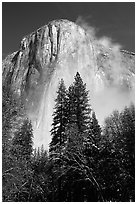 Pine trees and fog, looking up El Capitan. Yosemite National Park, California, USA. (black and white)