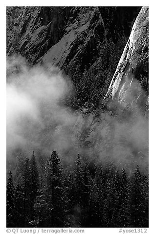 Pines, mist, and Cathedral Rocks. Yosemite National Park (black and white)