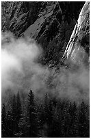 Pines, mist, and Cathedral Rocks. Yosemite National Park ( black and white)
