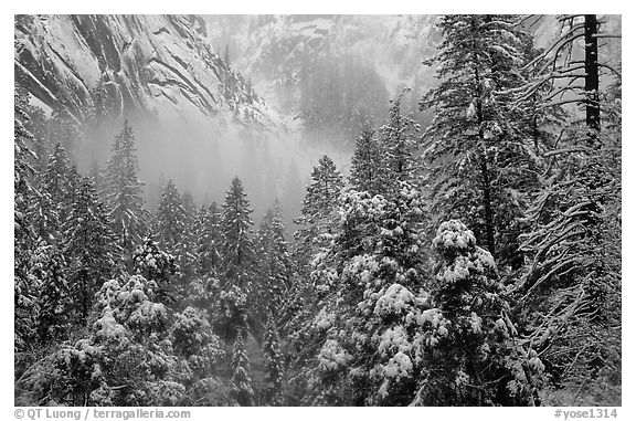 Forest with snow and fog near Vernal Falls. Yosemite National Park, California, USA.