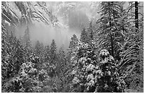 Forest with snow and fog near Vernal Falls. Yosemite National Park, California, USA. (black and white)