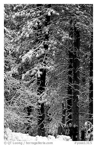 Hikers and snowy trees. Yosemite National Park, California, USA.