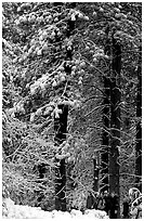 Hikers and snowy trees. Yosemite National Park, California, USA. (black and white)