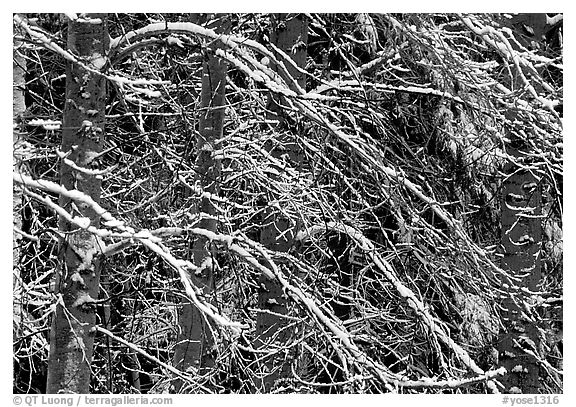 Diagonal pattern of snowy branches. Yosemite National Park, California, USA.