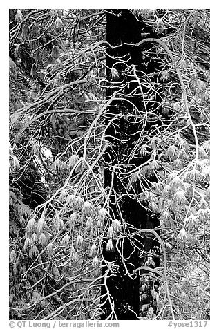 Tree with branches covered by snow. Yosemite National Park, California, USA.