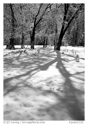 Shadows on snow of oaks trees, El Capitan meadows, winter. Yosemite National Park (black and white)