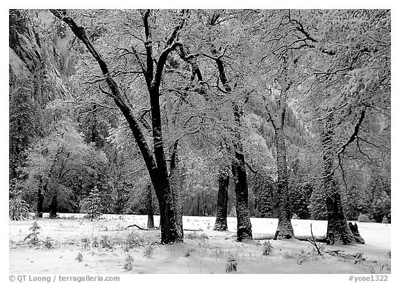 Black Oaks with snow on branches, El Capitan meadows, winter. Yosemite National Park, California, USA.