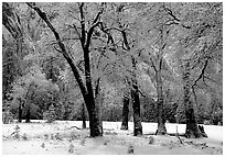 Black Oaks with snow on branches, El Capitan meadows, winter. Yosemite National Park ( black and white)
