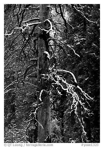 Trunk and snow-covered branches of tree in El Capitan meadow. Yosemite National Park, California, USA.