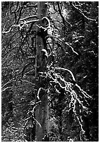 Trunk and snow-covered branches of tree in El Capitan meadow. Yosemite National Park ( black and white)